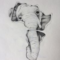 Africke slonica